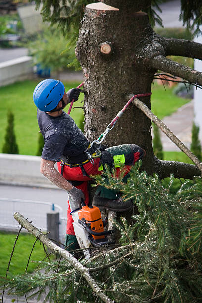 Best Tree Maintenance Programs  in Cridersville, OH